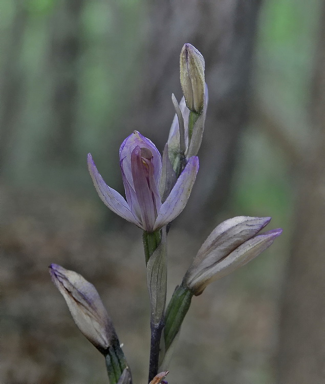 Orchidee del Chianti 2009